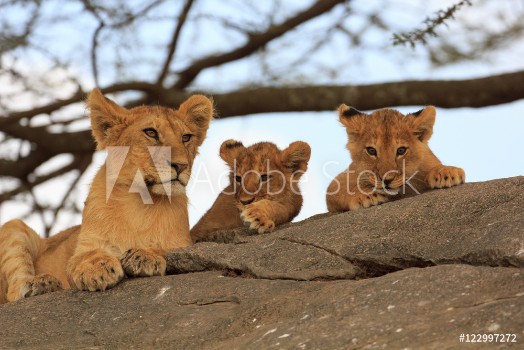 Picture of Lionceaux et grand frre au Serengeti Tanzanie